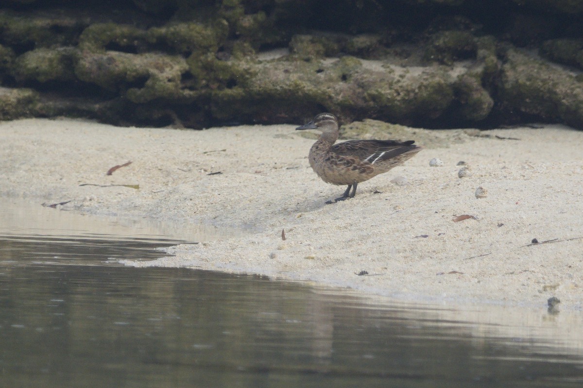 Garganey - ML646168395