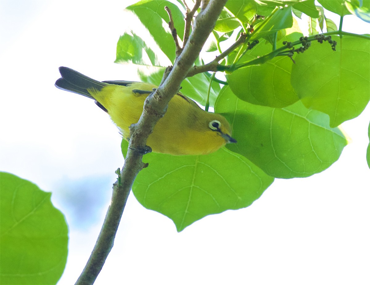 Australian Yellow White-eye - ML646168406