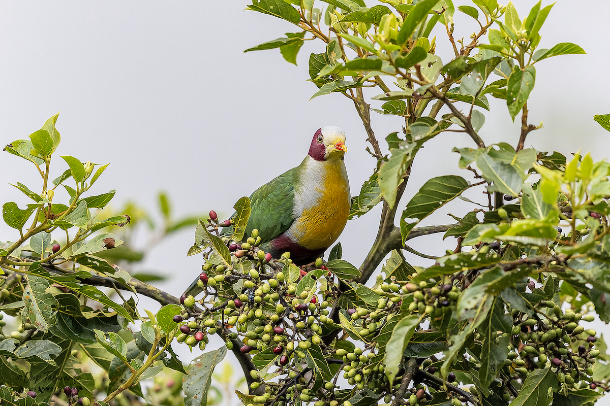 ホオアカヒメアオバト - ML646168419