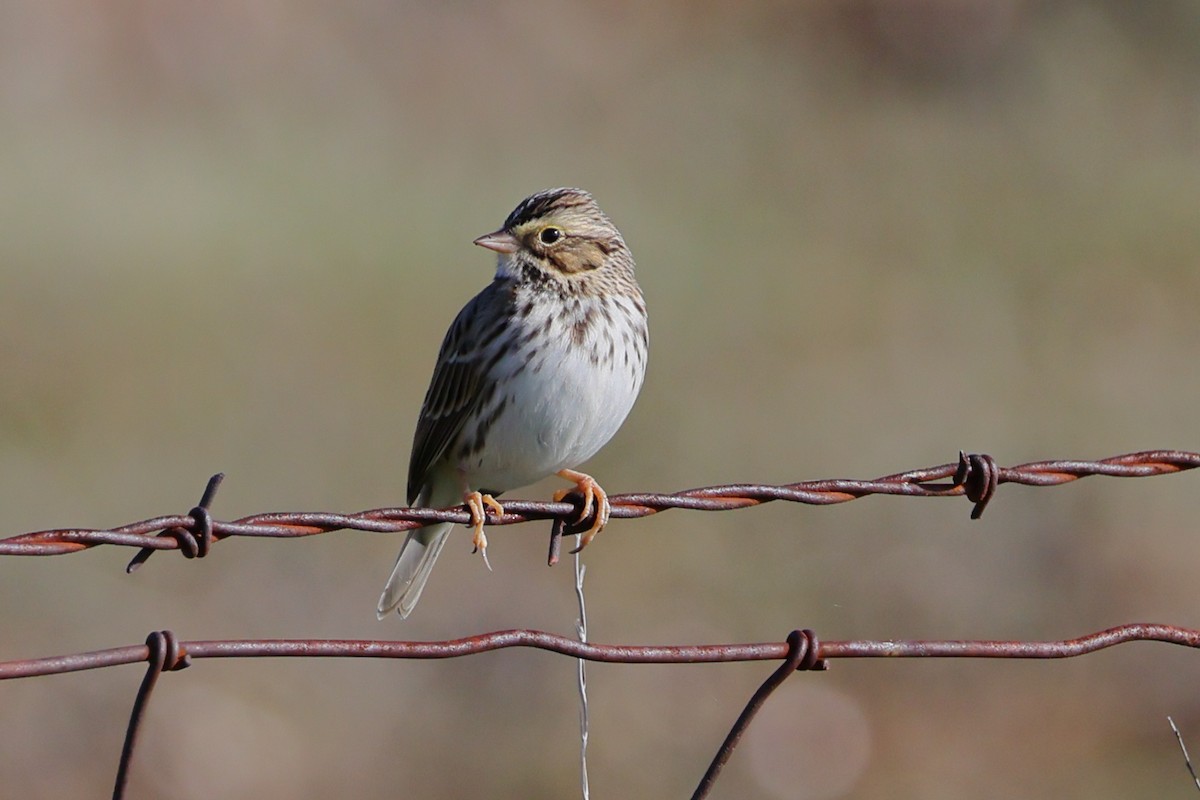 Savannah Sparrow - ML646168423
