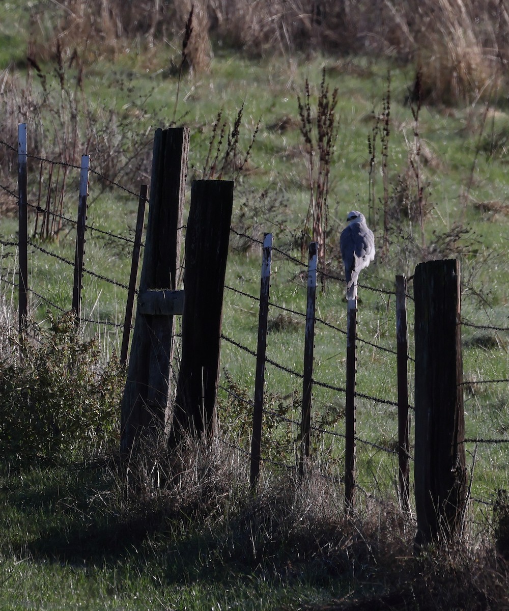 luněc americký - ML646168429