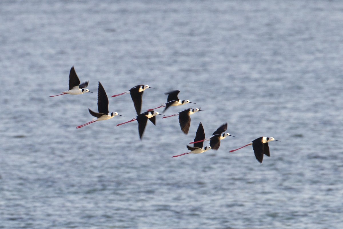 Pied Stilt - ML646168430