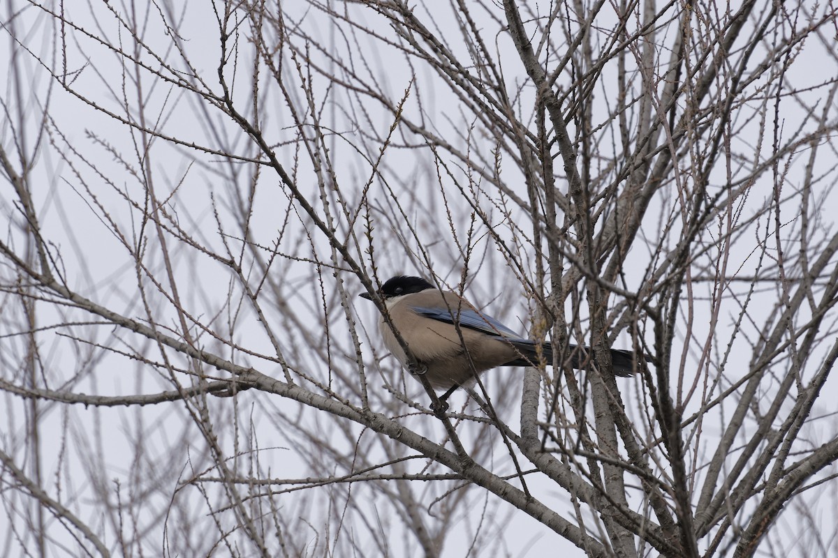 Iberian Magpie - ML646168431