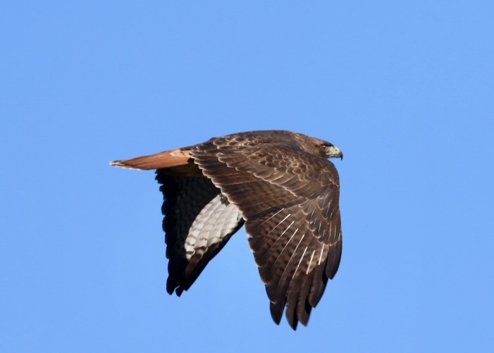 Buse à queue rousse - ML646168432