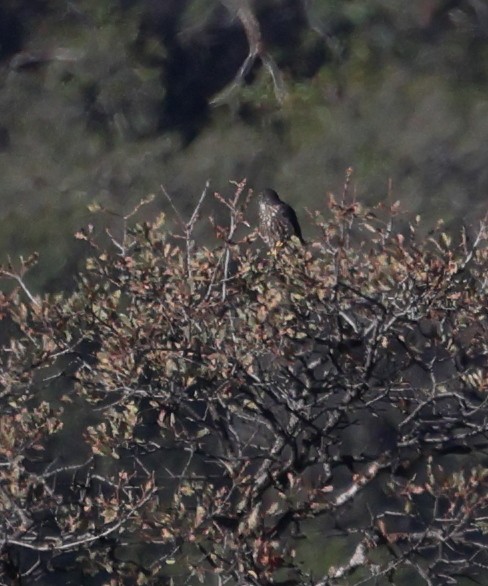 dřemlík tundrový - ML646168434