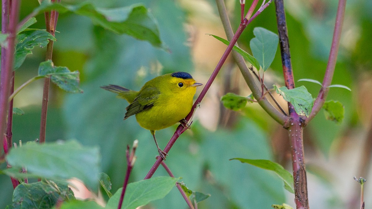 Wilson's Warbler - ML646168439