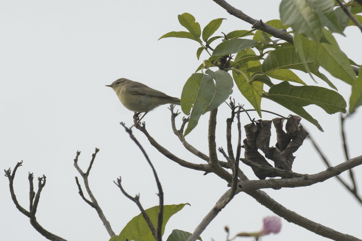 Willow Warbler - ML646168440