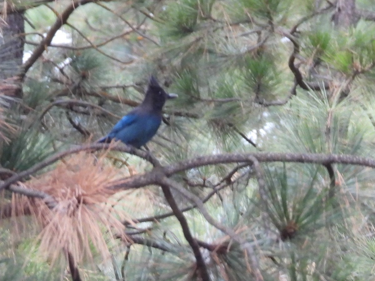 Steller's Jay - ML646168442