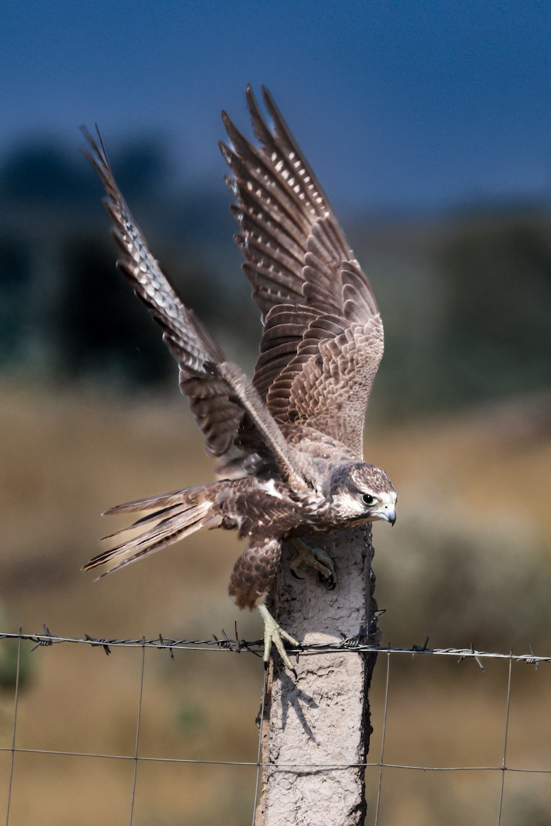 Falco laggar - ML646168451