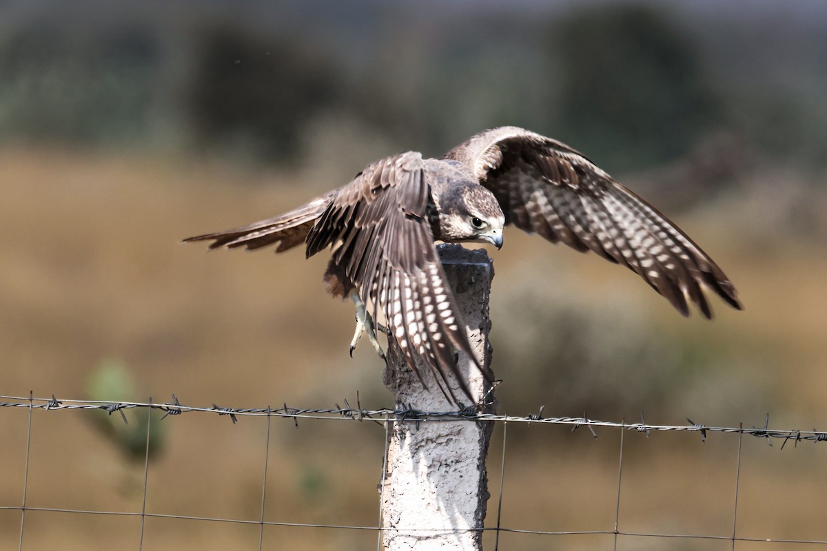 Falco laggar - ML646168452