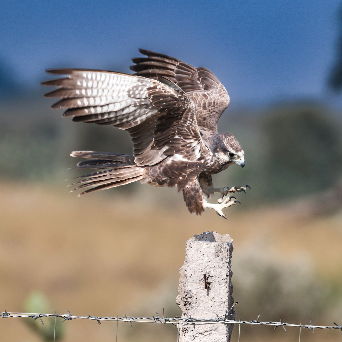 Falco laggar - ML646168453