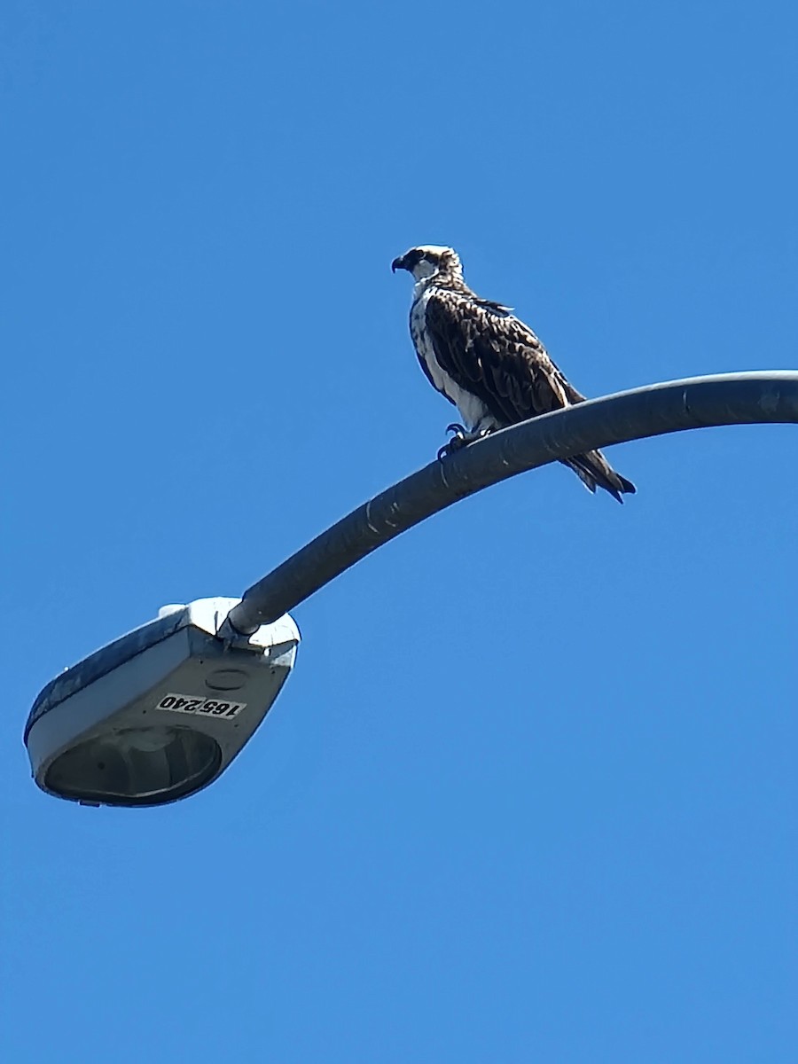 Osprey - ML646168454