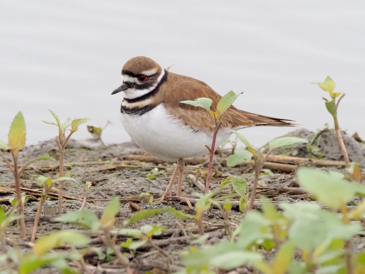 Kildir txirritxoa - ML646168455