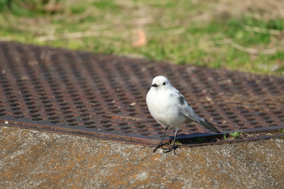 Плиска sp. - ML646168457