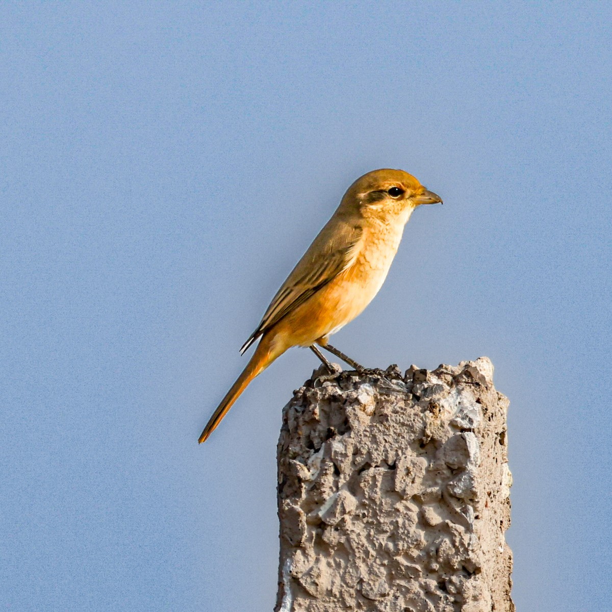 Antzandobi isabeldarra - ML646168463