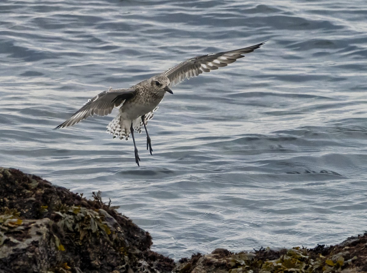 Black-bellied Plover - ML646168465