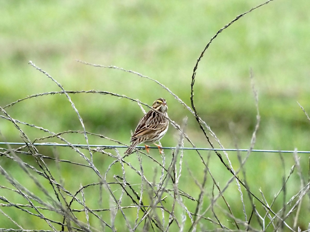 Savannah Sparrow - ML646168466