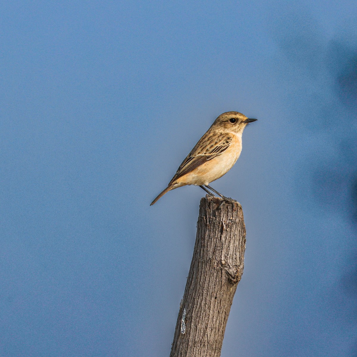 Pallasschwarzkehlchen - ML646168467