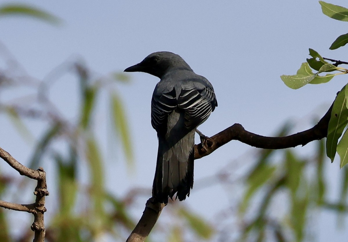 Sahul Cicadabird - ML646168470