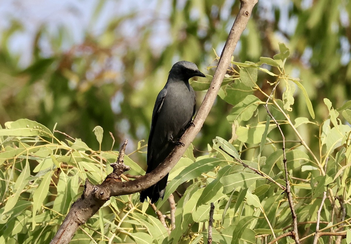 Sahul Cicadabird - ML646168471