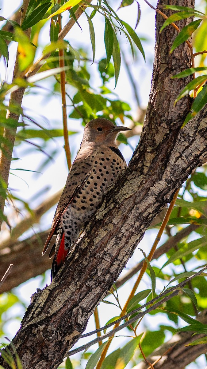 Northern Flicker - ML646168475