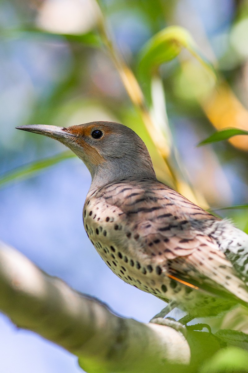 Northern Flicker - ML646168482