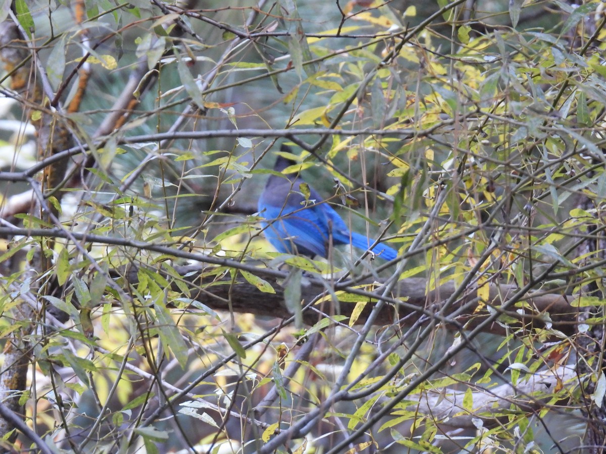 Steller's Jay - ML646168492