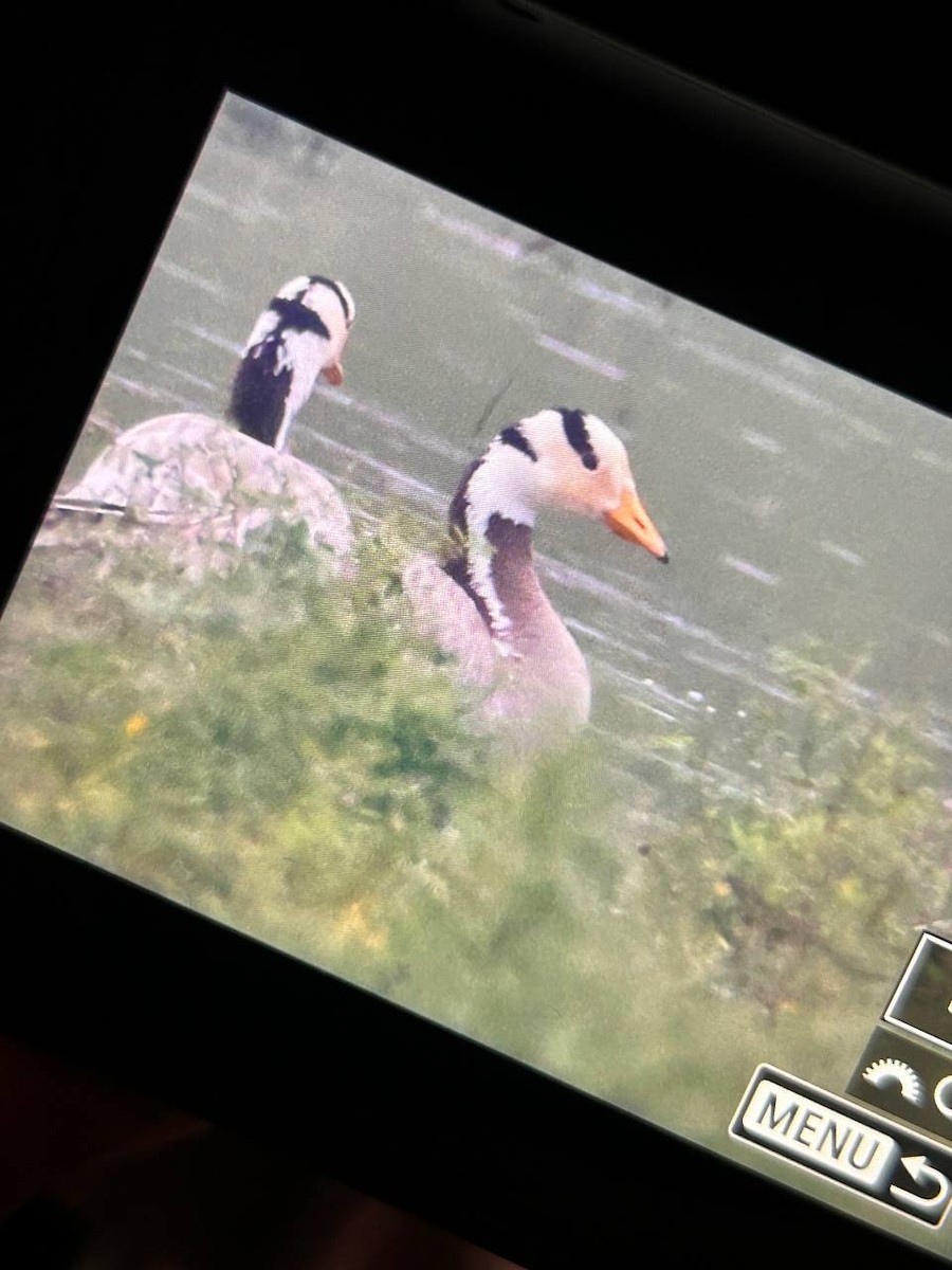 Bar-headed Goose - ML646168493