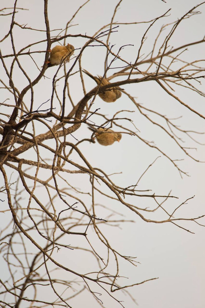 Gray-necked Bunting - ML646168496