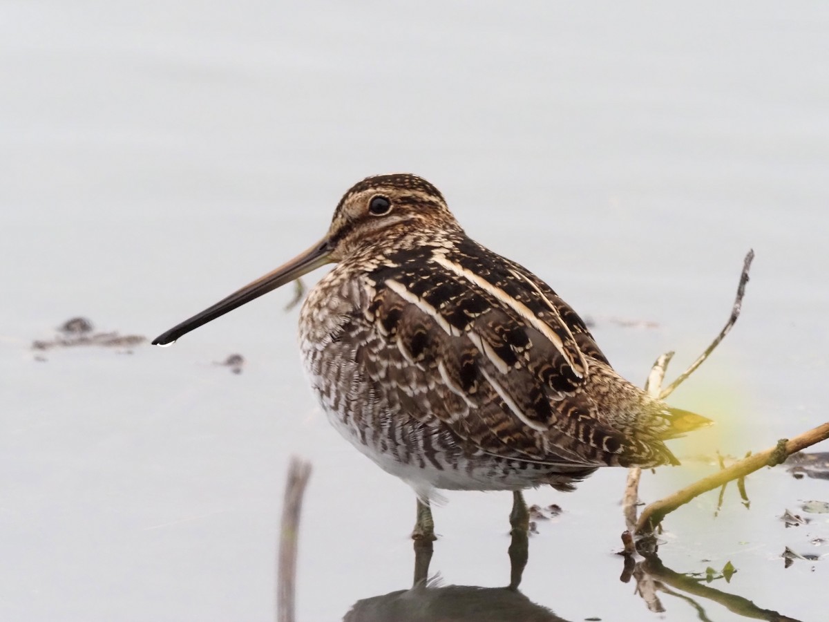 Wilson's Snipe - ML646168499