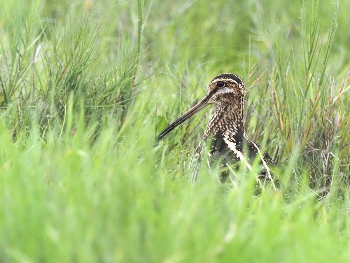 Wilson's Snipe - ML646168500