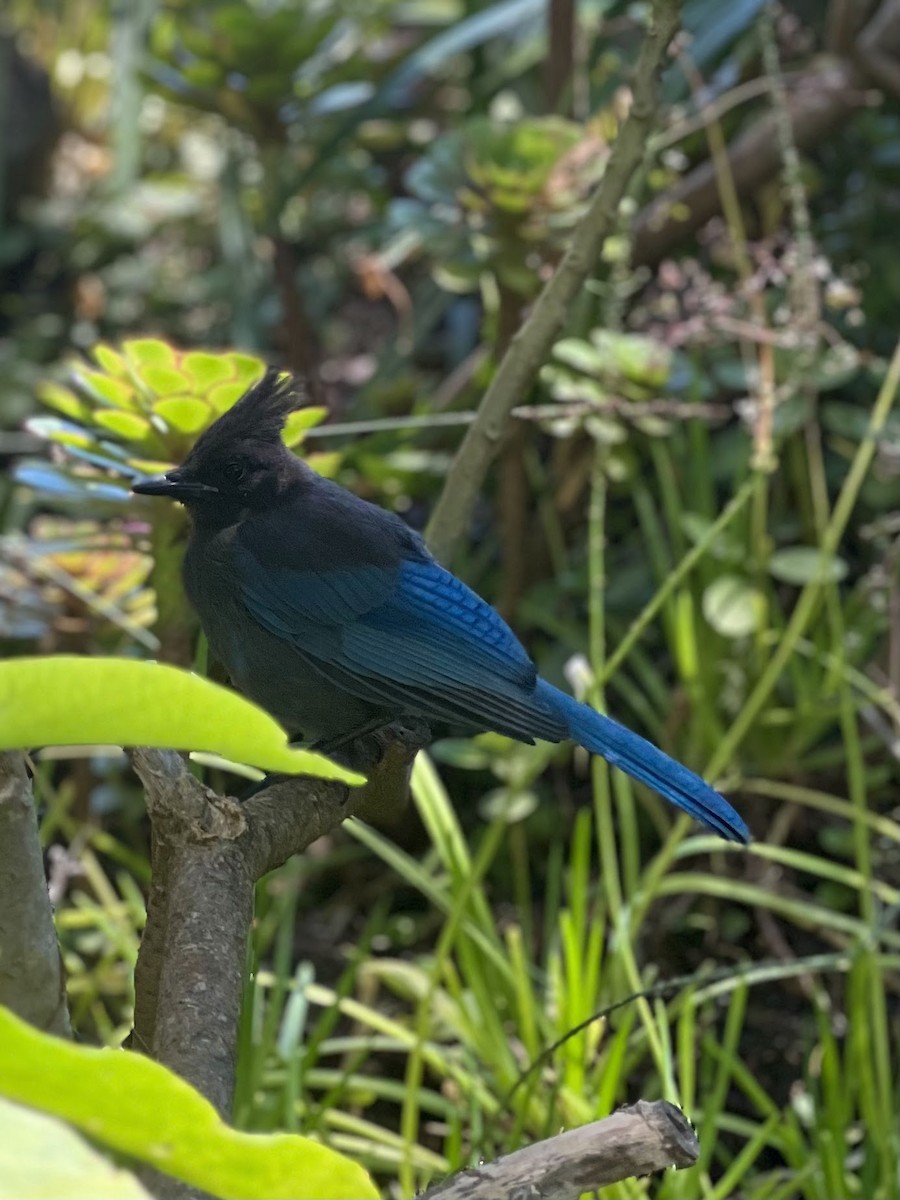 Steller's Jay - ML646168506