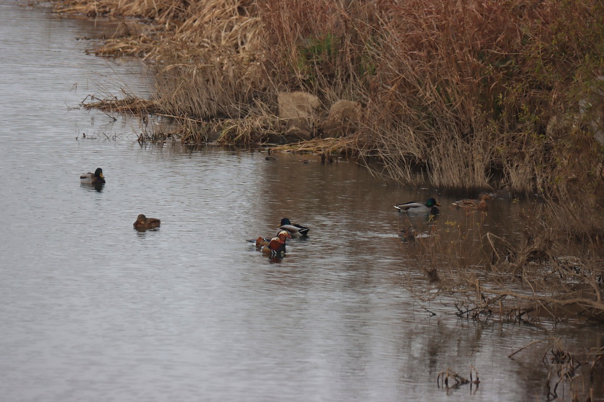 Mandarin Duck - ML646168508