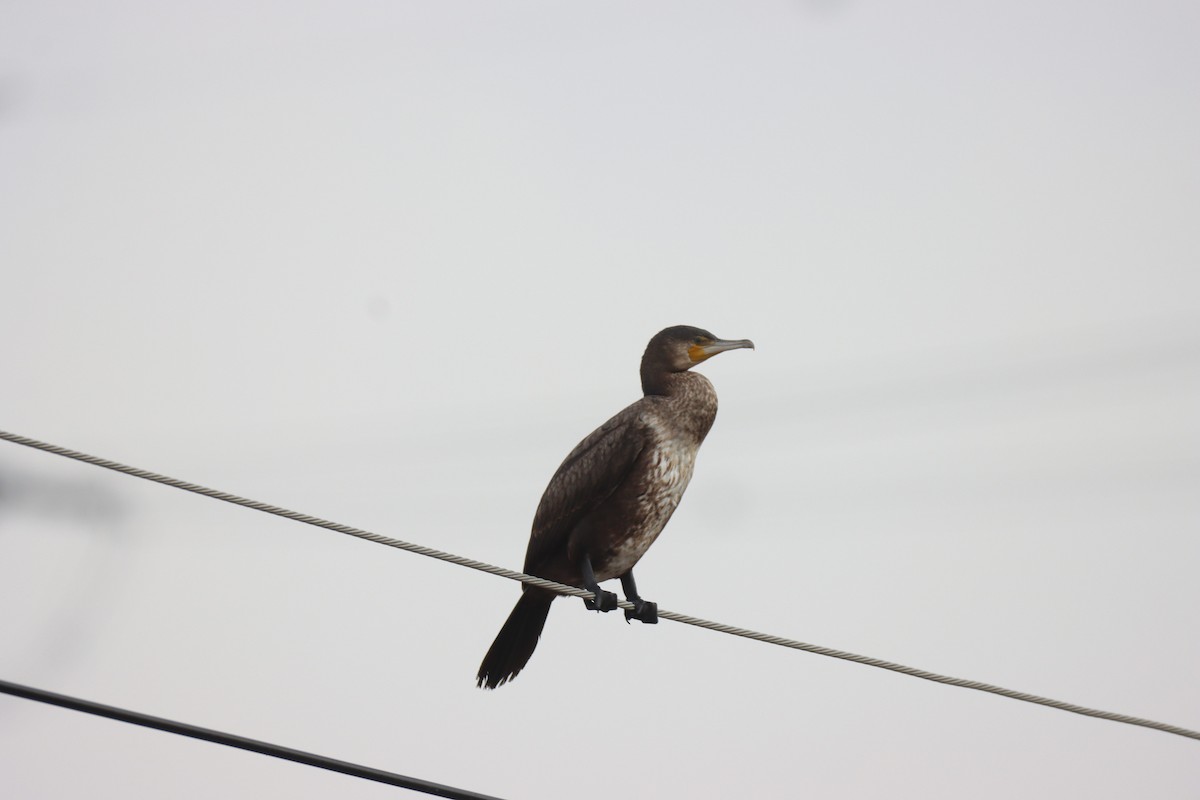 storskarv - ML646168509