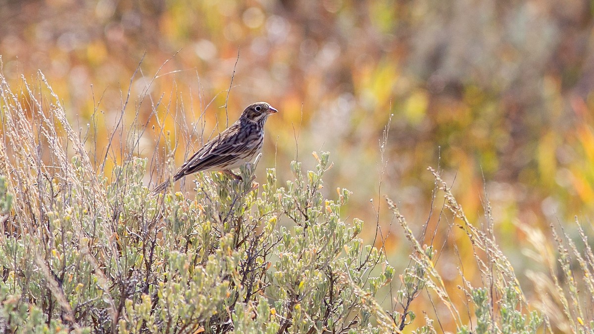 Vesper Sparrow - ML646168510
