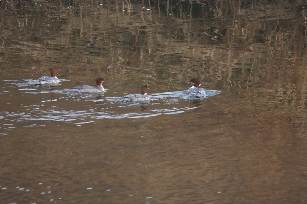 Common Merganser - ML646168513