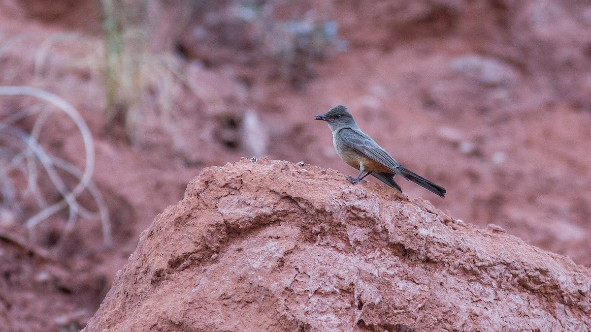 brunfibi - ML646168522