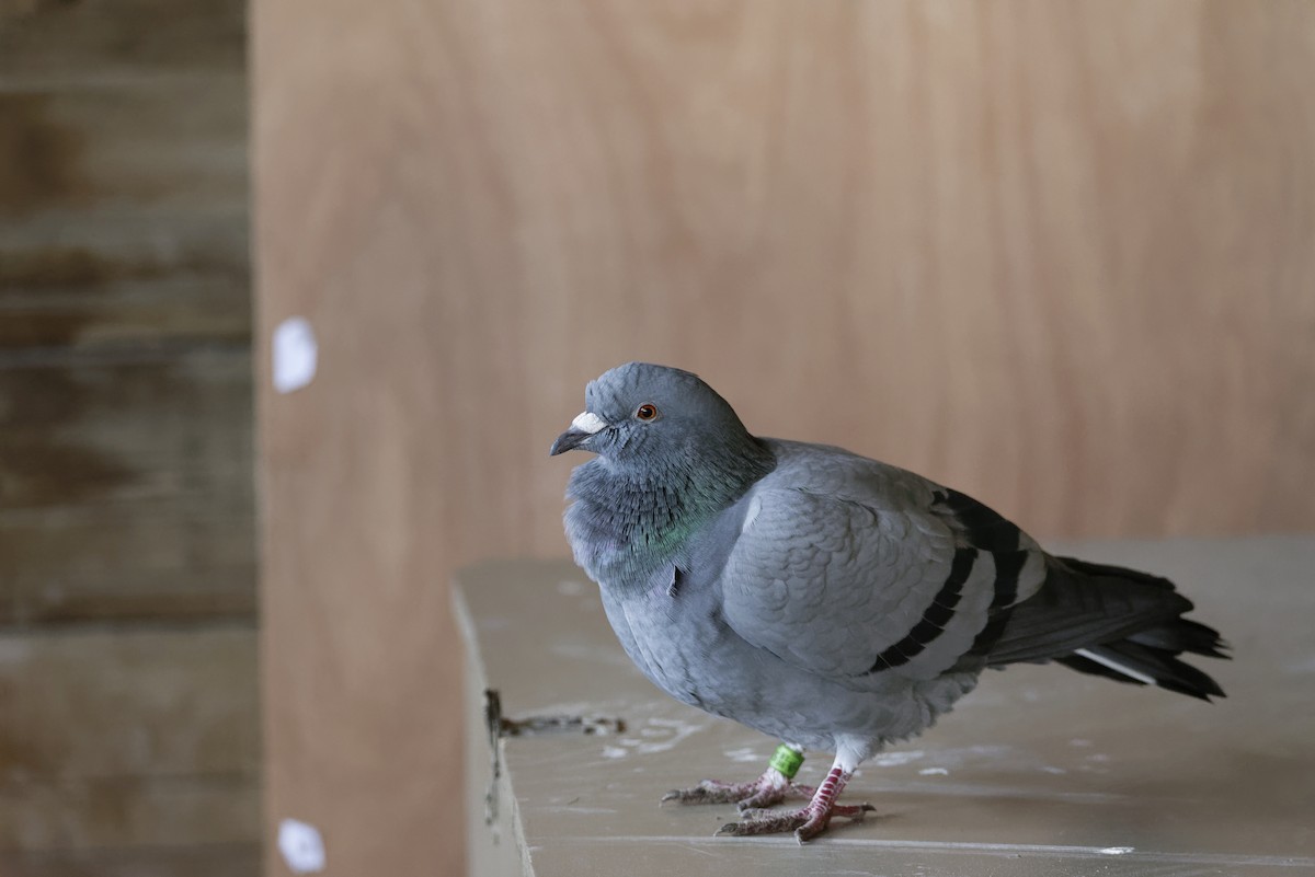 Rock Pigeon (Feral Pigeon) - ML646168523