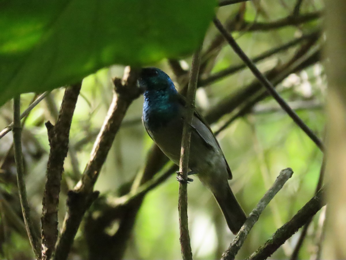 Green-headed Sunbird - ML646168524