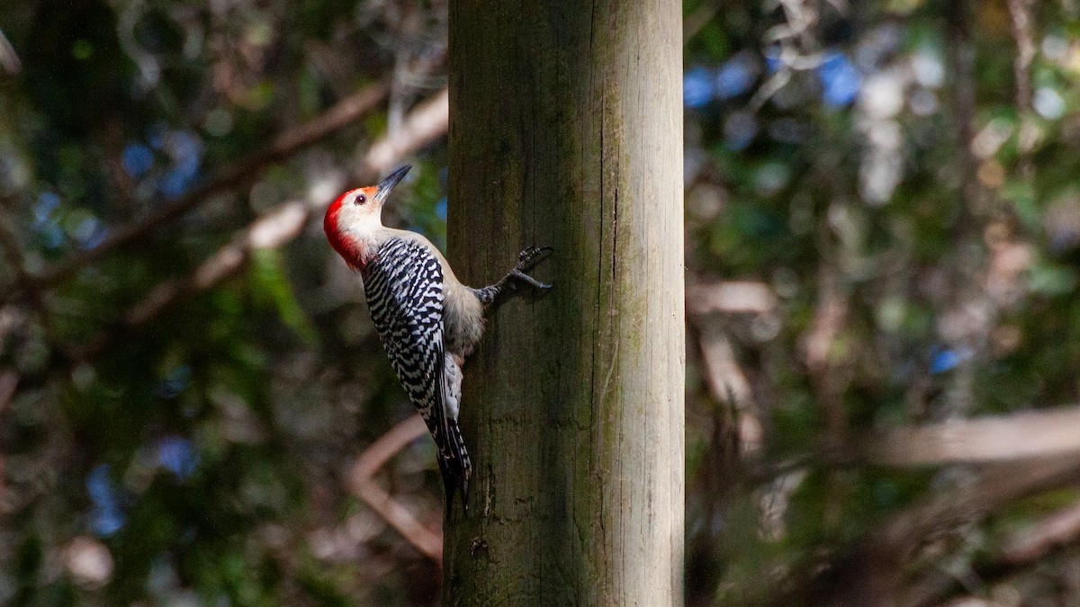 Red-bellied Woodpecker - ML646168528
