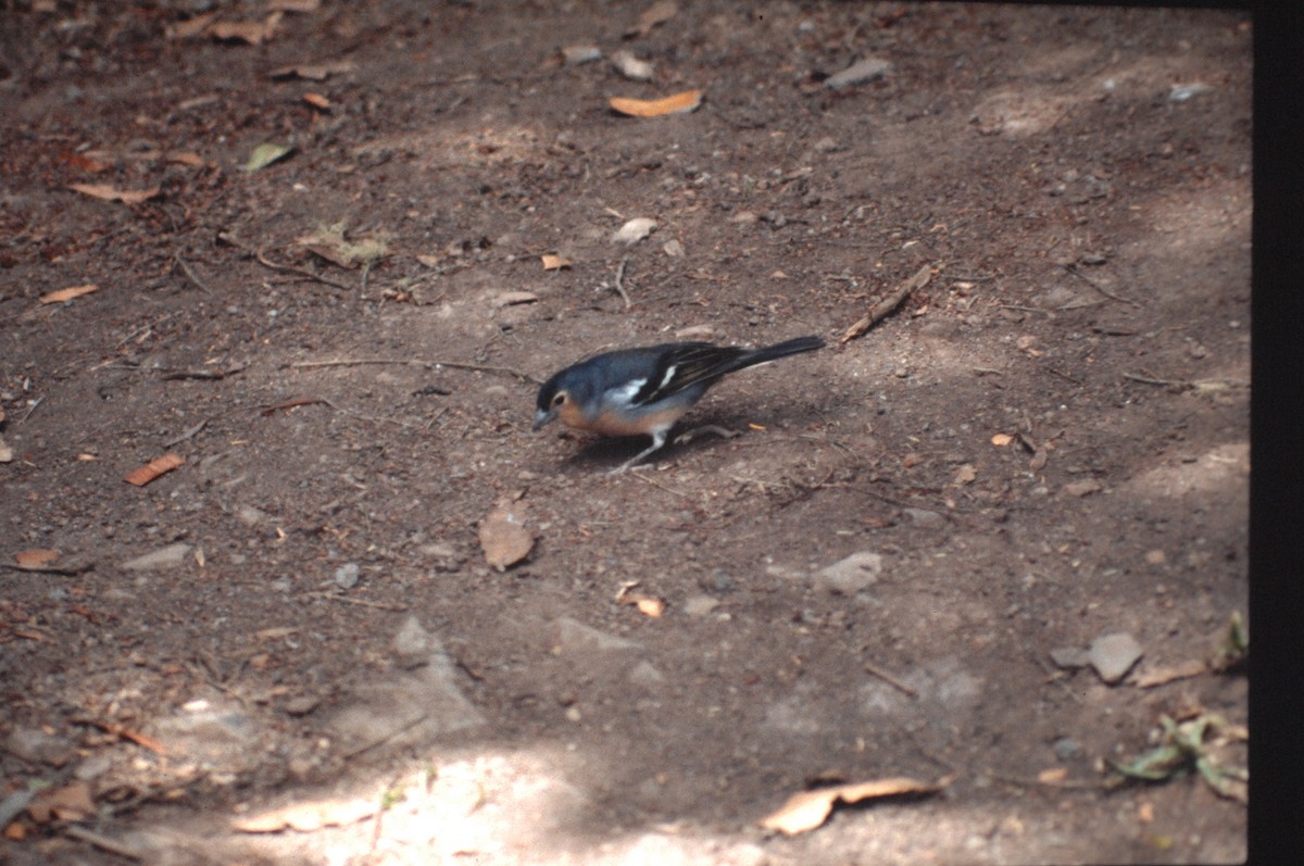 Canary Islands Chaffinch - ML646168532