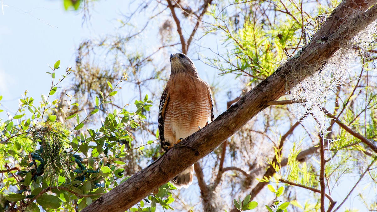 Red-shouldered Hawk - ML646168534