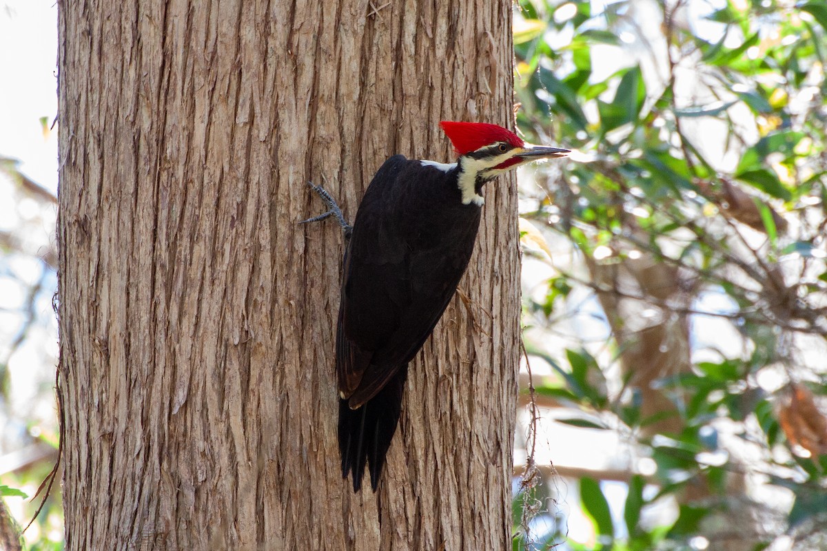 Pileated Woodpecker - ML646168547