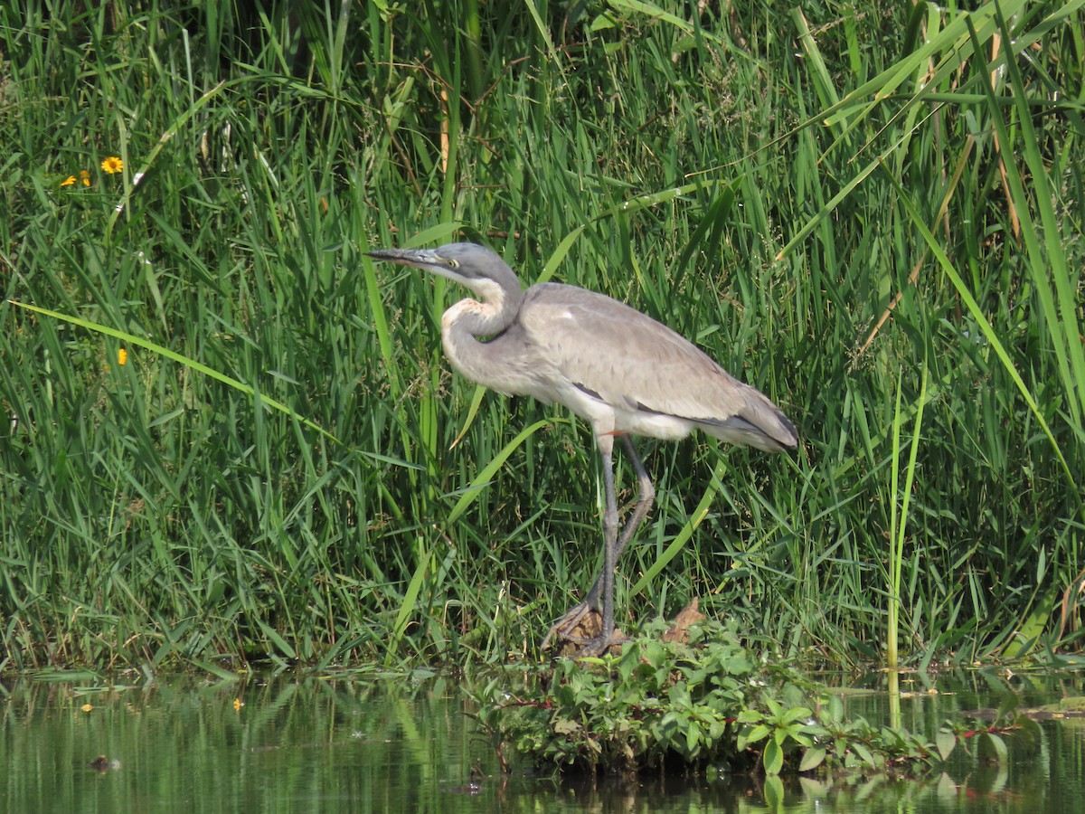 Black-headed Heron - ML646168548