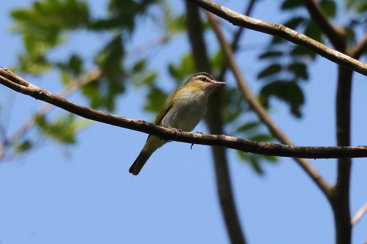 Chivi Vireo - ML646168552