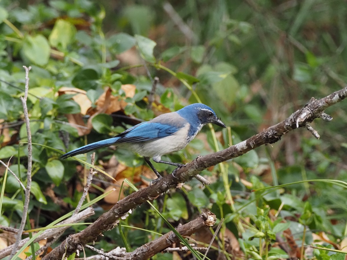 Geai buissonnier - ML646168559