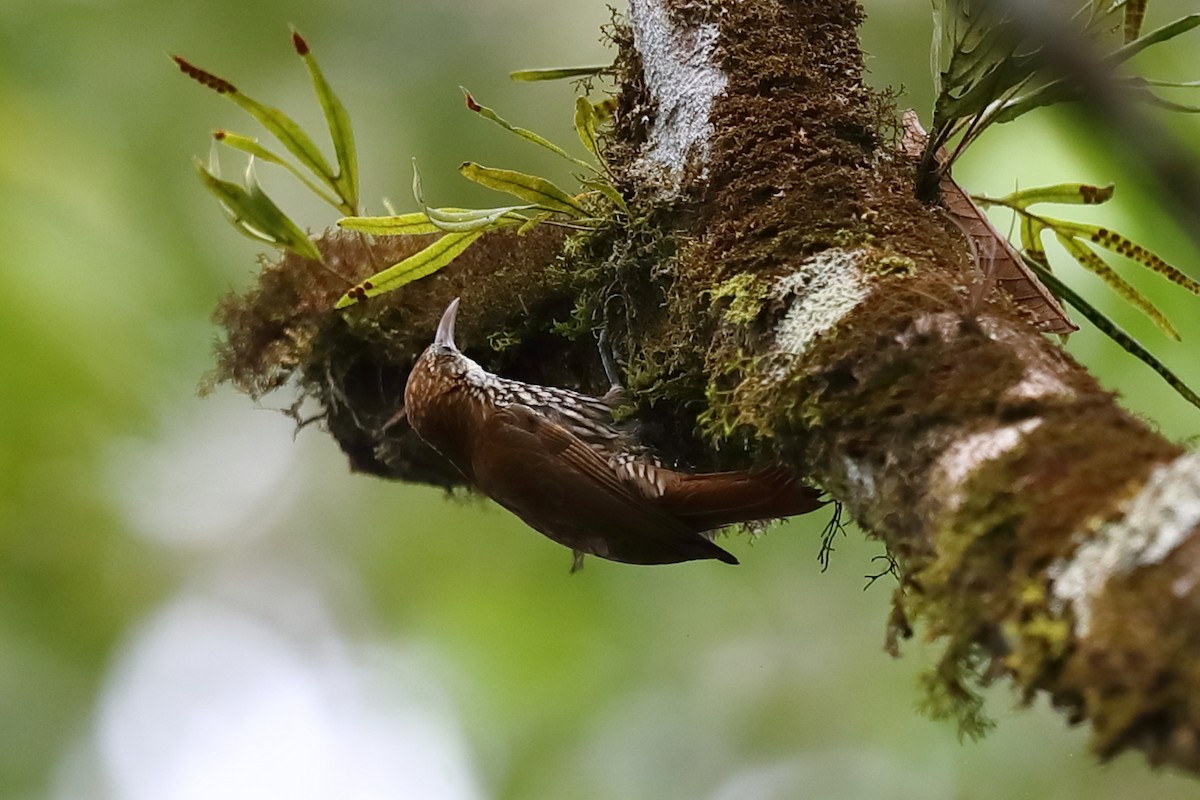 Scaled Woodcreeper - ML646168560