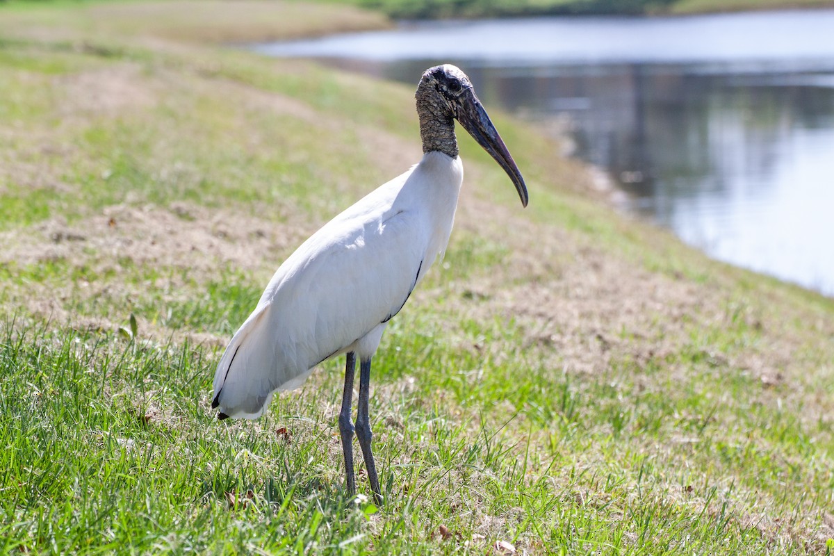 Wood Stork - ML646168569