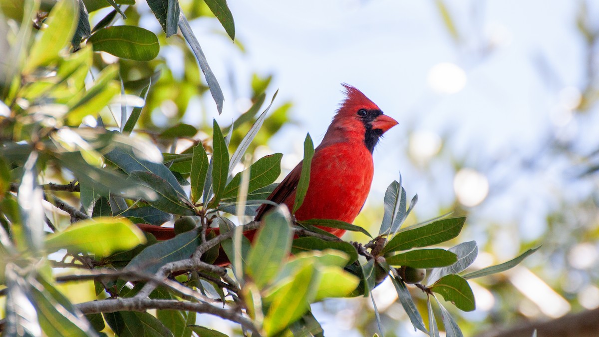 Northern Cardinal - ML646168574