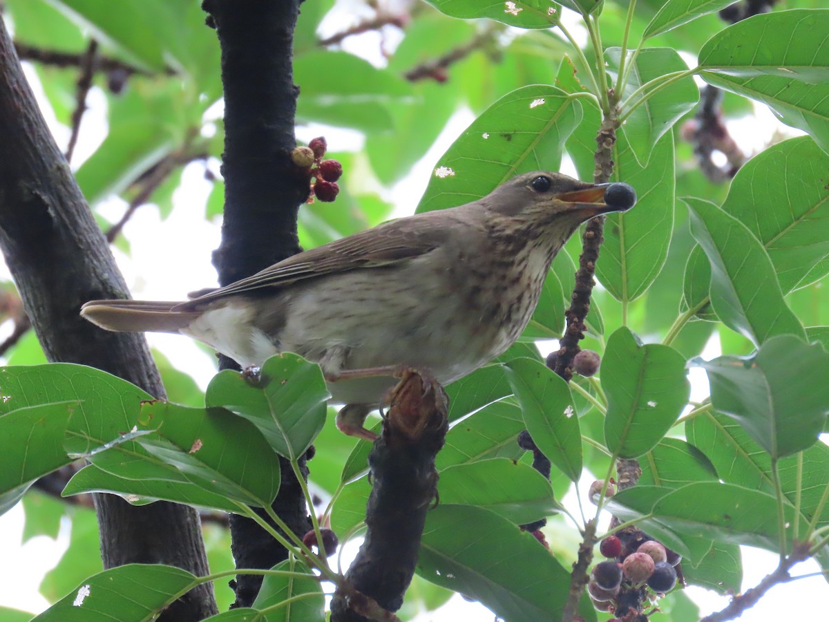 Rotkehldrossel - ML646168581